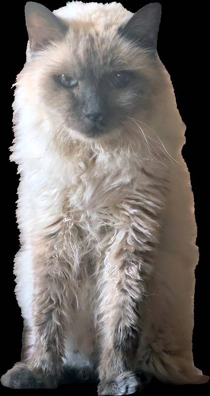 cat image — free 3D model