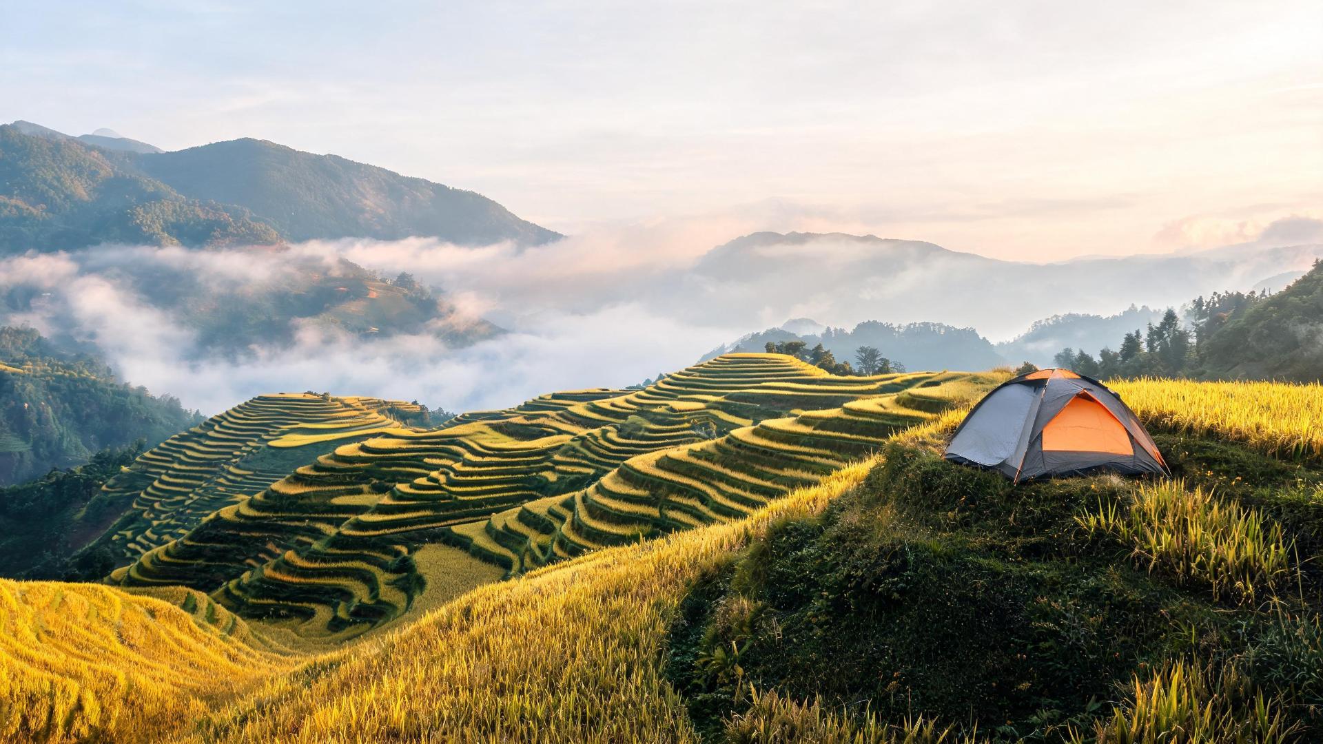 Ruộng bậc thang Sa Pa vàng óng với lều cắm trại ở Thung Lũng Mường Hoa