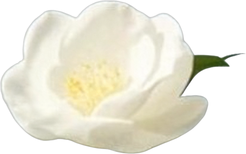 Top right white camellia