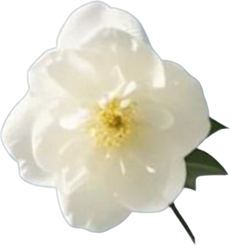 Top left white camellia