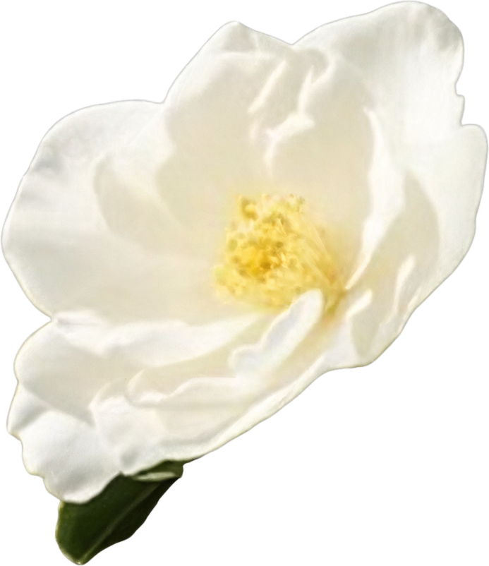 Bottom left white camellia