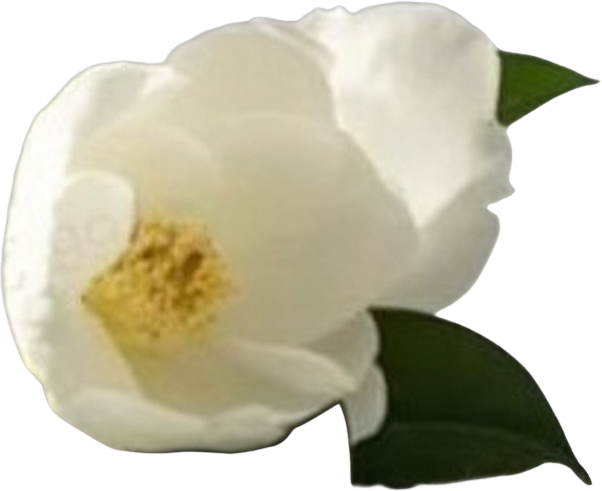 Bottom right white camellia