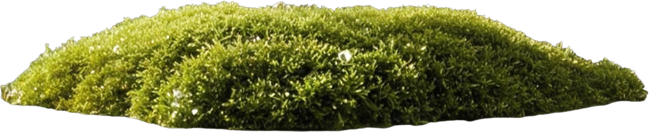Green moss patch