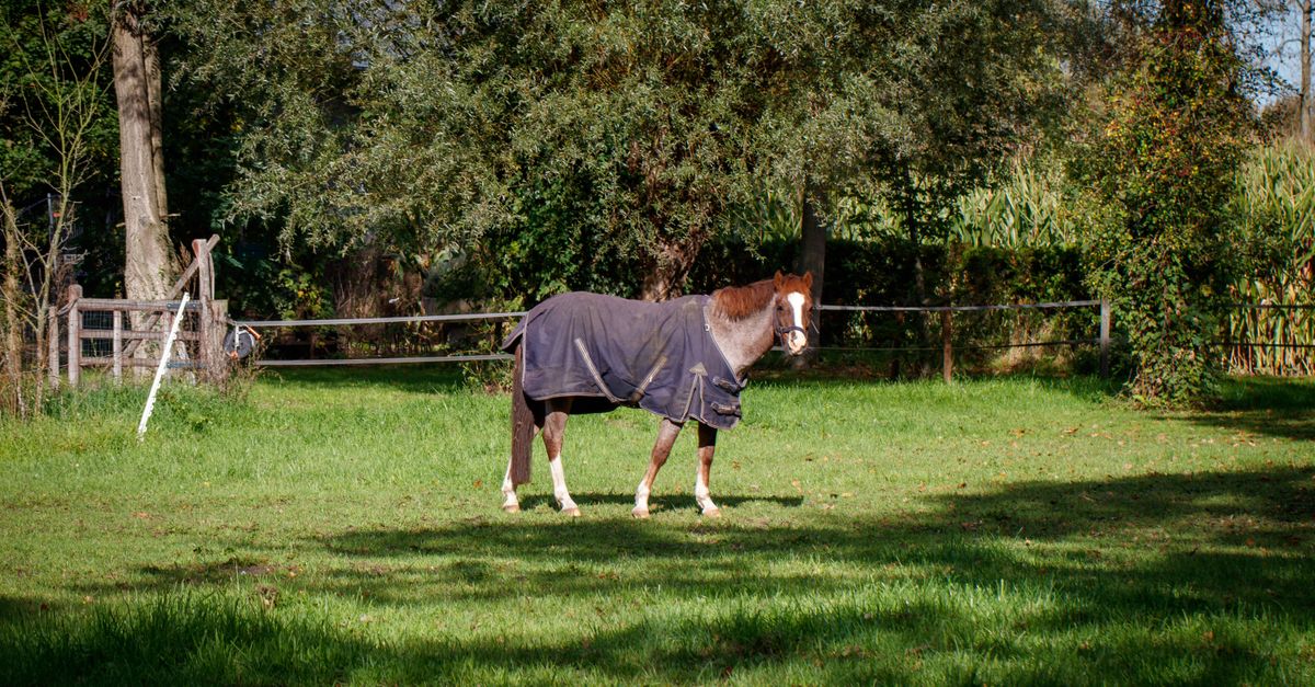 A lifestyle photo of a horse wearing a blanket in a paddock during cool transitional autumn weather, showing real-world use of a lightweight horse blanket
