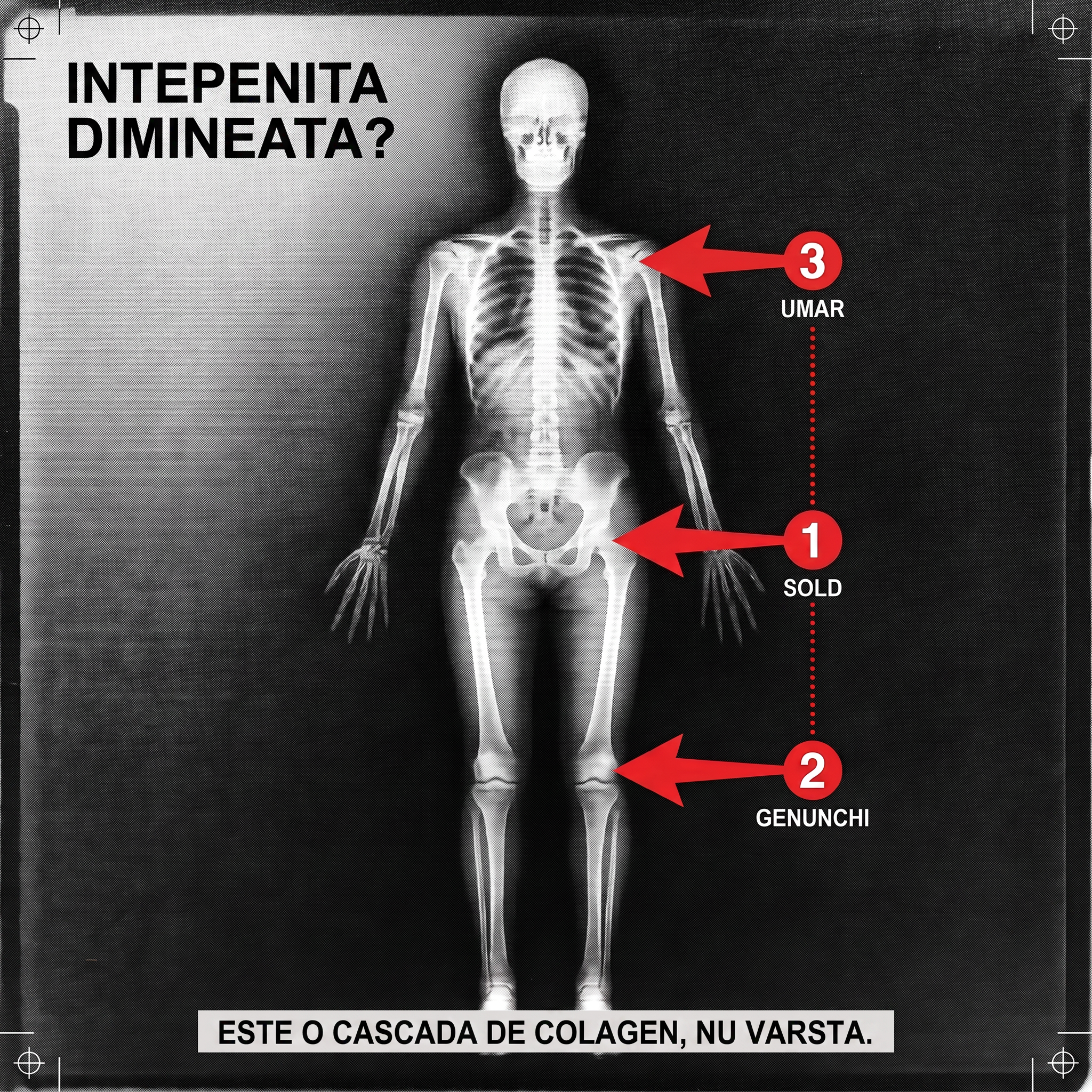 Cascada colagenului, șold, genunchi și umăr marcate cu trei săgeți roșii pe o radiografie