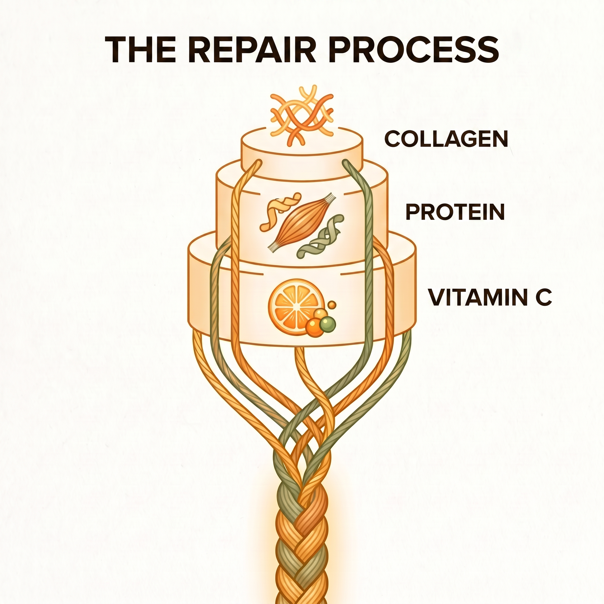 Three-level mechanism, collagen, protein and vitamin C building connective tissue