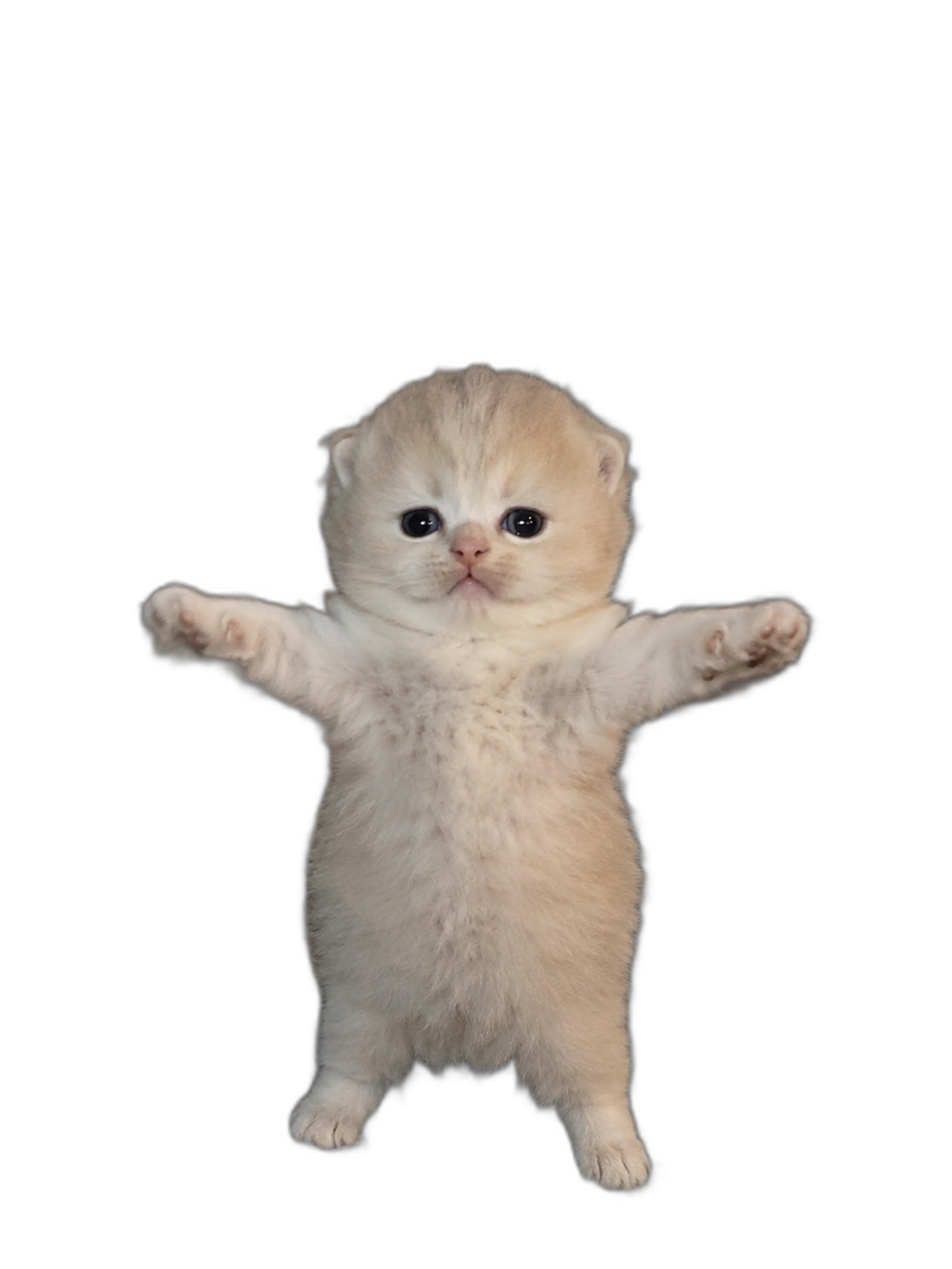 fluffy light-colored kitten with outstretched paws — free 3D model