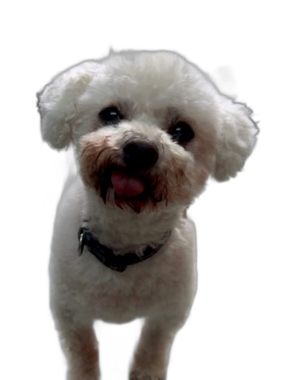 white fluffy dog with tongue out — free 3D model