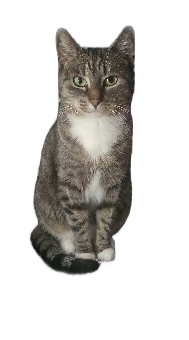 sitting tabby cat with white chest — free 3D model