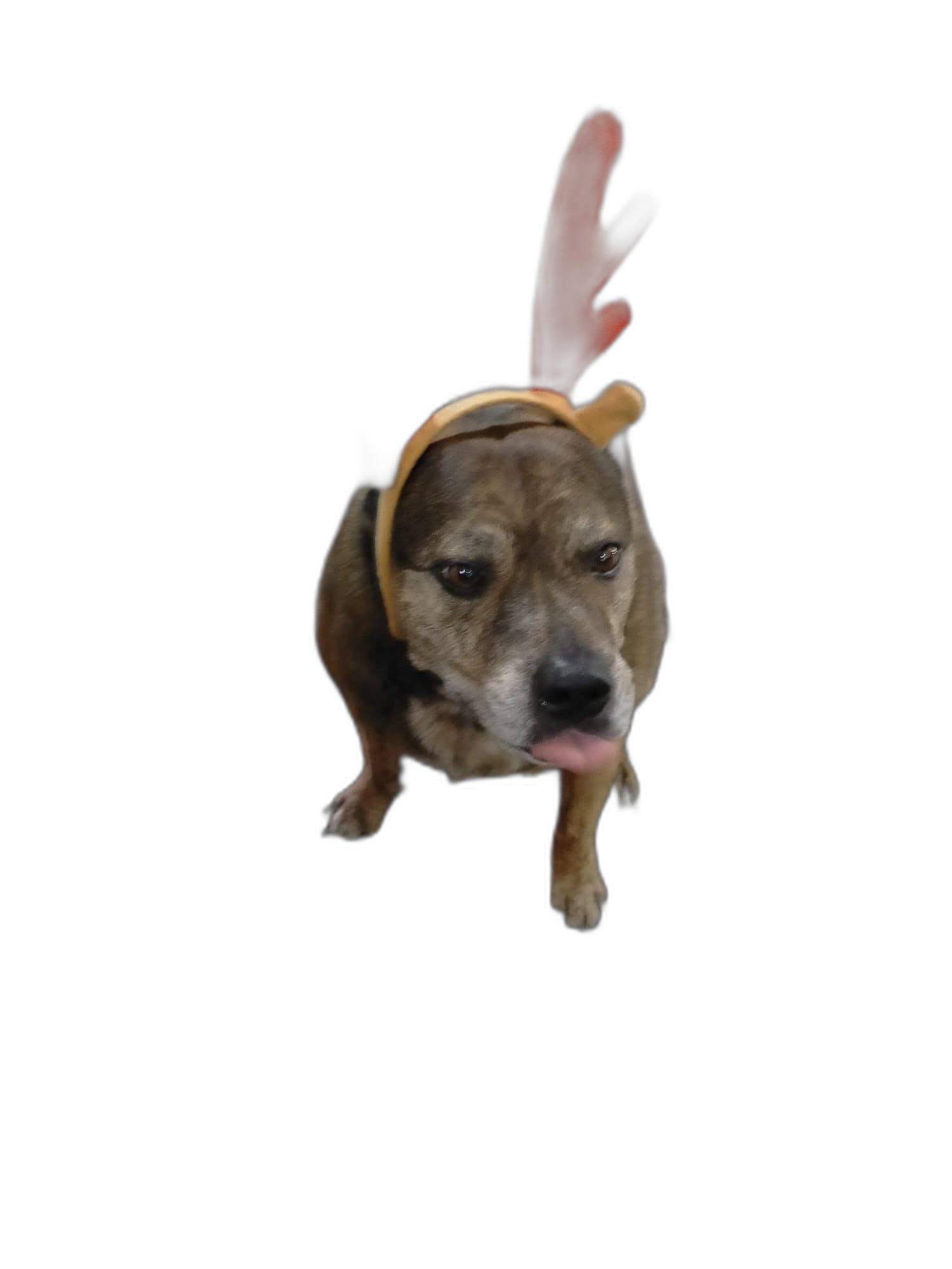 brown brindle dog with reindeer antlers headband — free 3D model