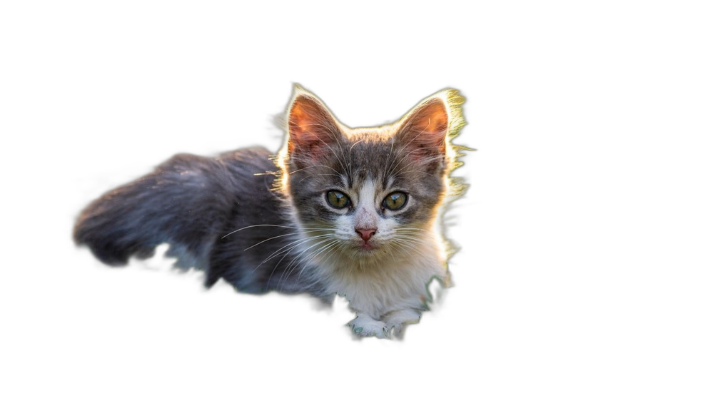 small gray and white kitten — free 3D model