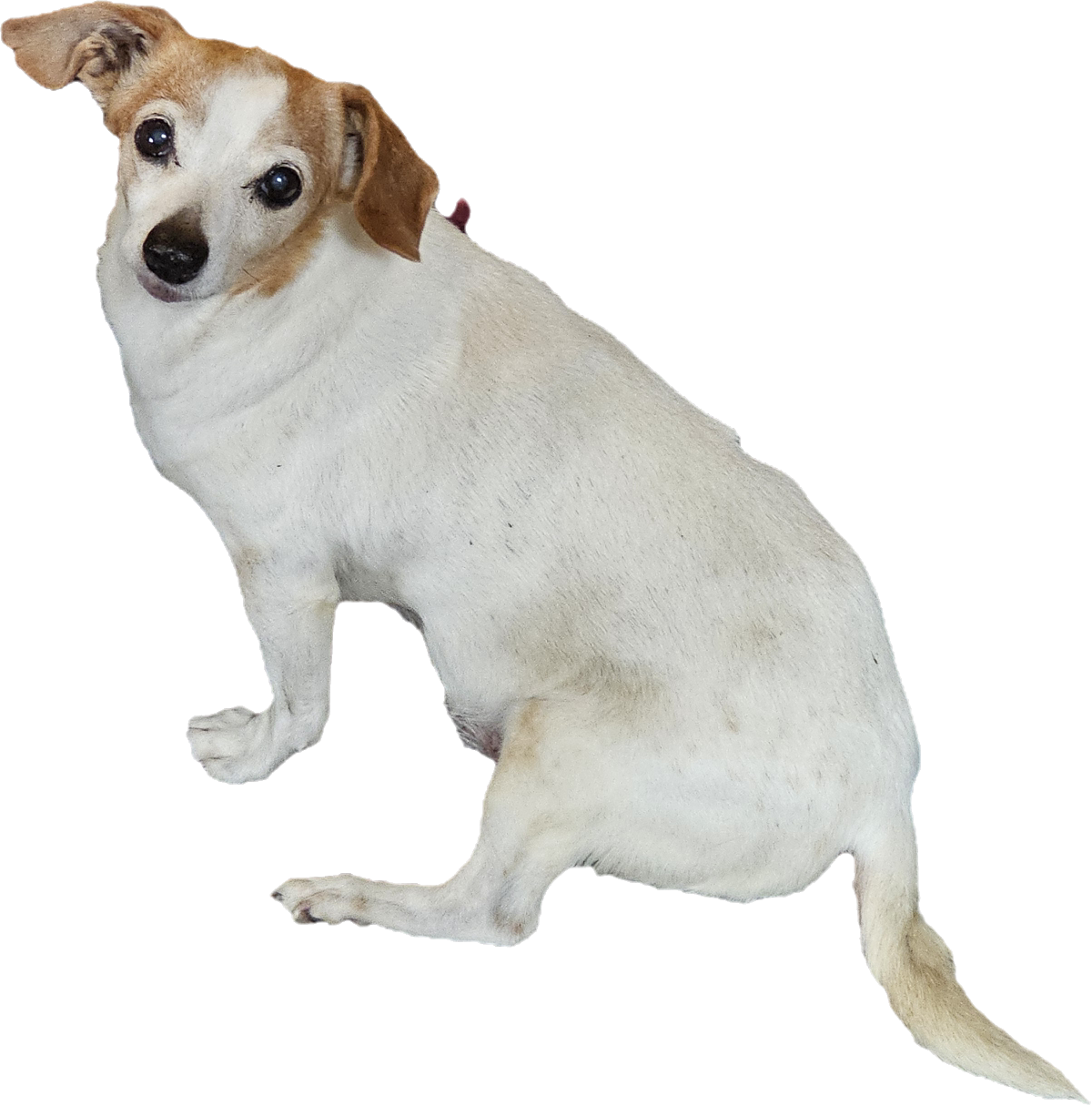white and brown short-haired dog — free 3D model