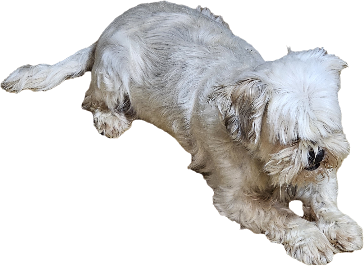 white fluffy dog with long hair — free 3D model
