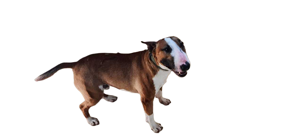 brown and white Bull Terrier dog — free 3D model