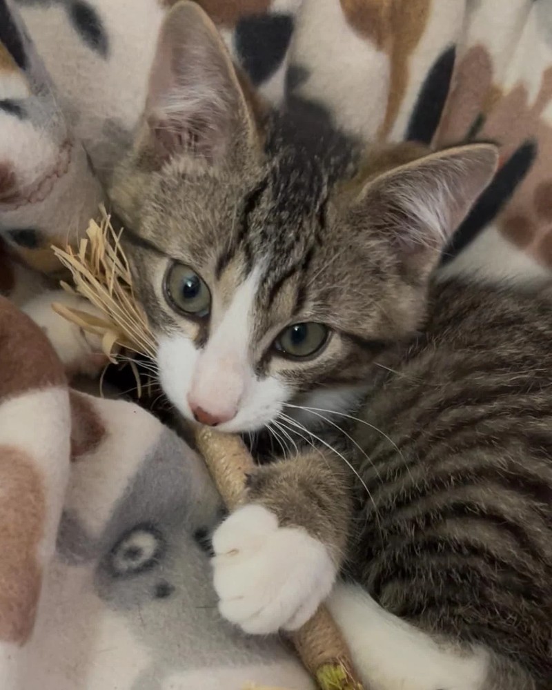 Kitten chewing a silvervine dental stick
