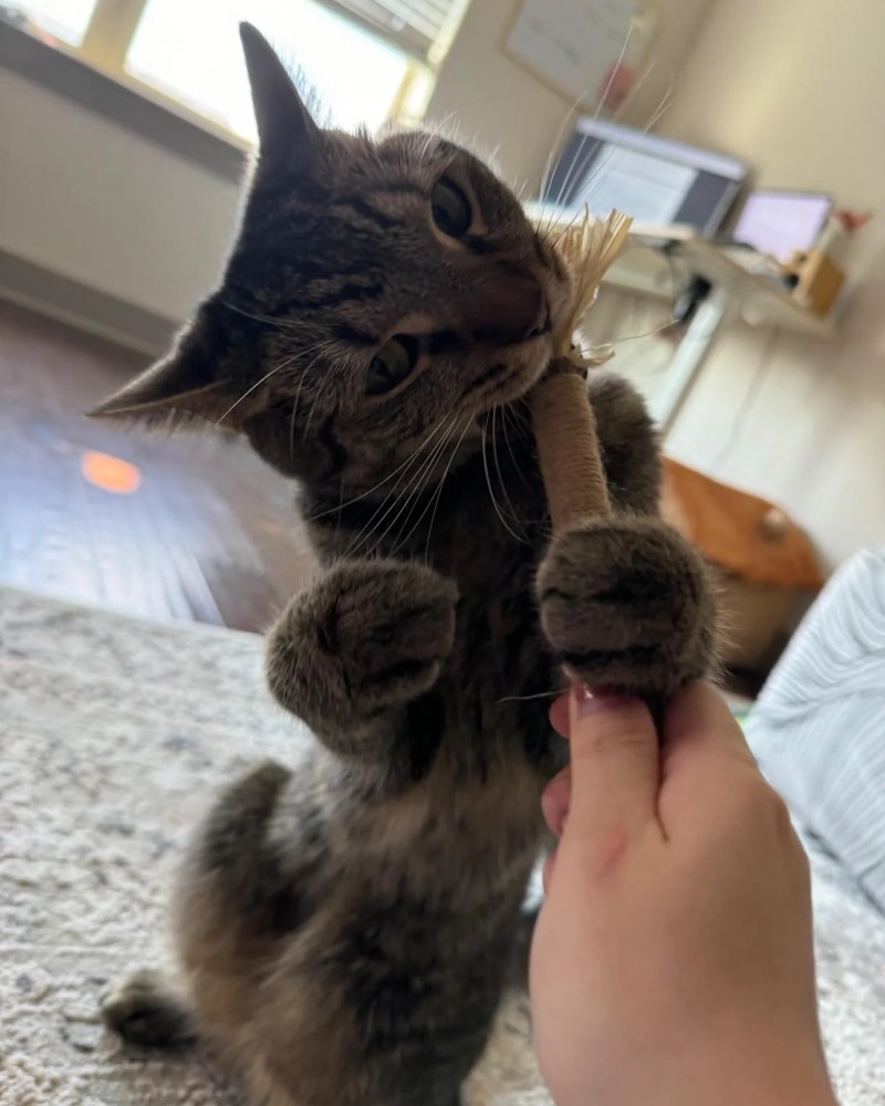 Cat holding a silvervine dental stick in its paws