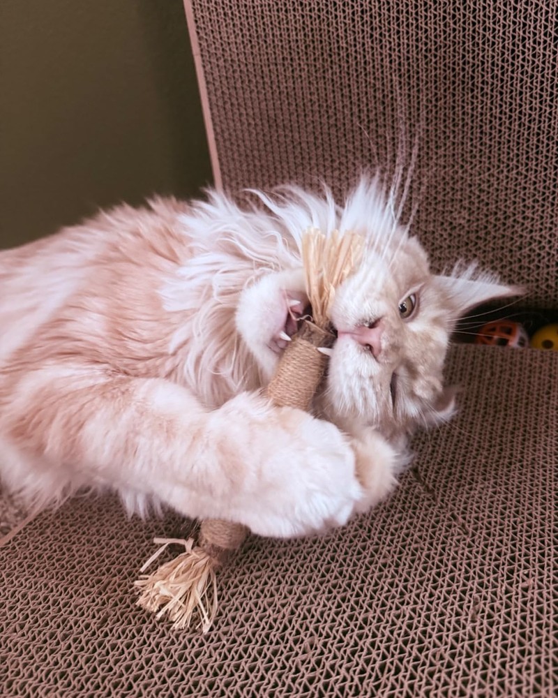 Maine Coon cat chewing a silvervine dental stick