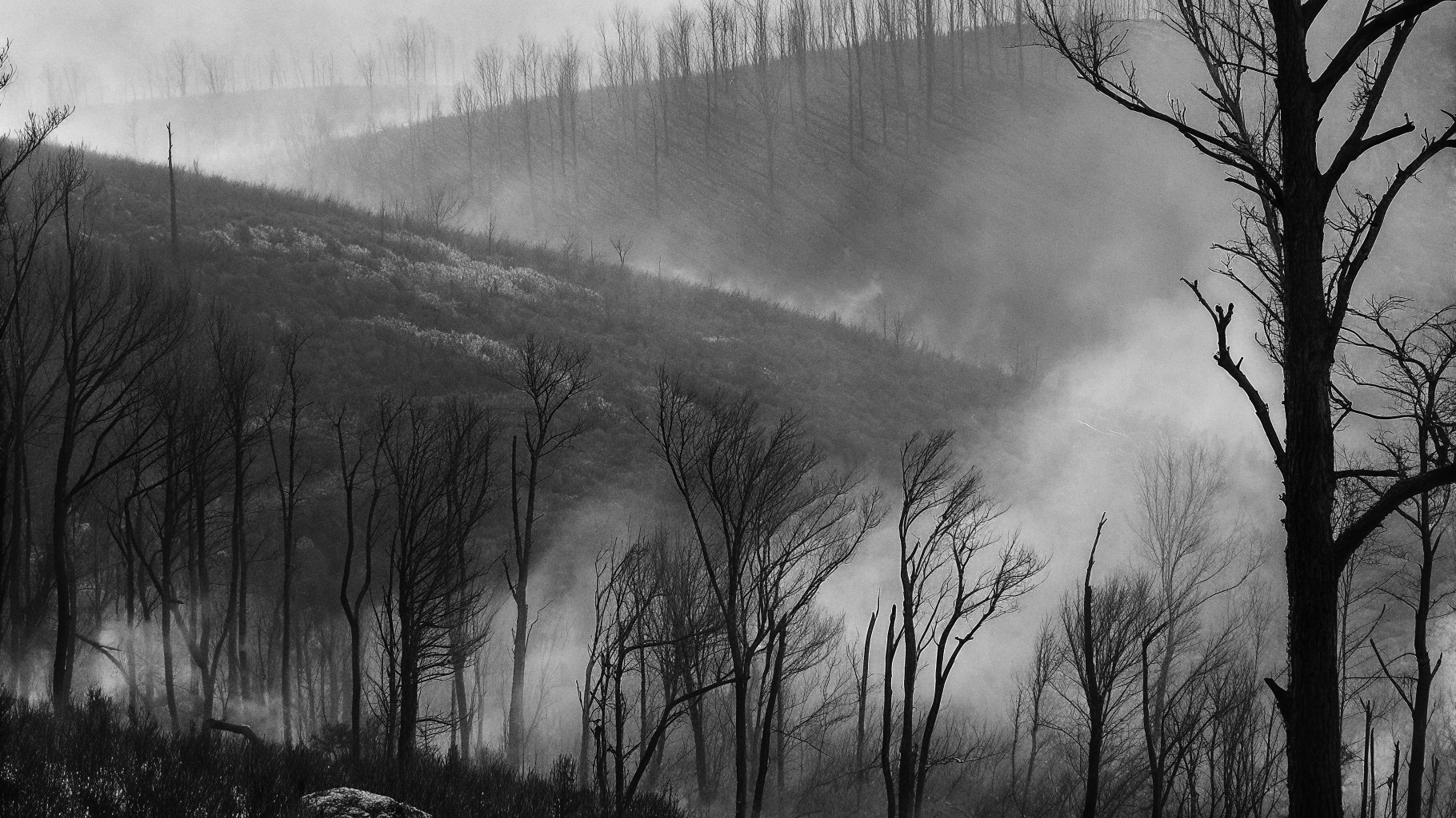 Illustration abstraite d’un massif brûlé avec une légère brume de fumée et des traces d’intervention des secours